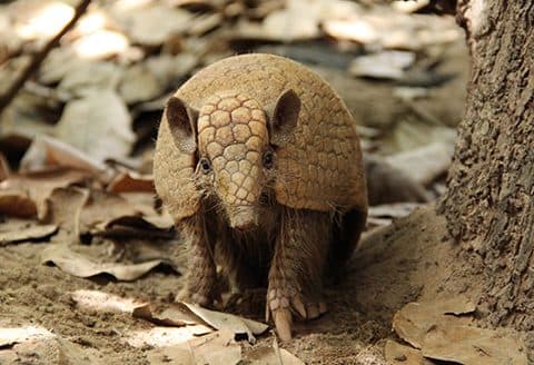 Dia da Defesa da Fauna