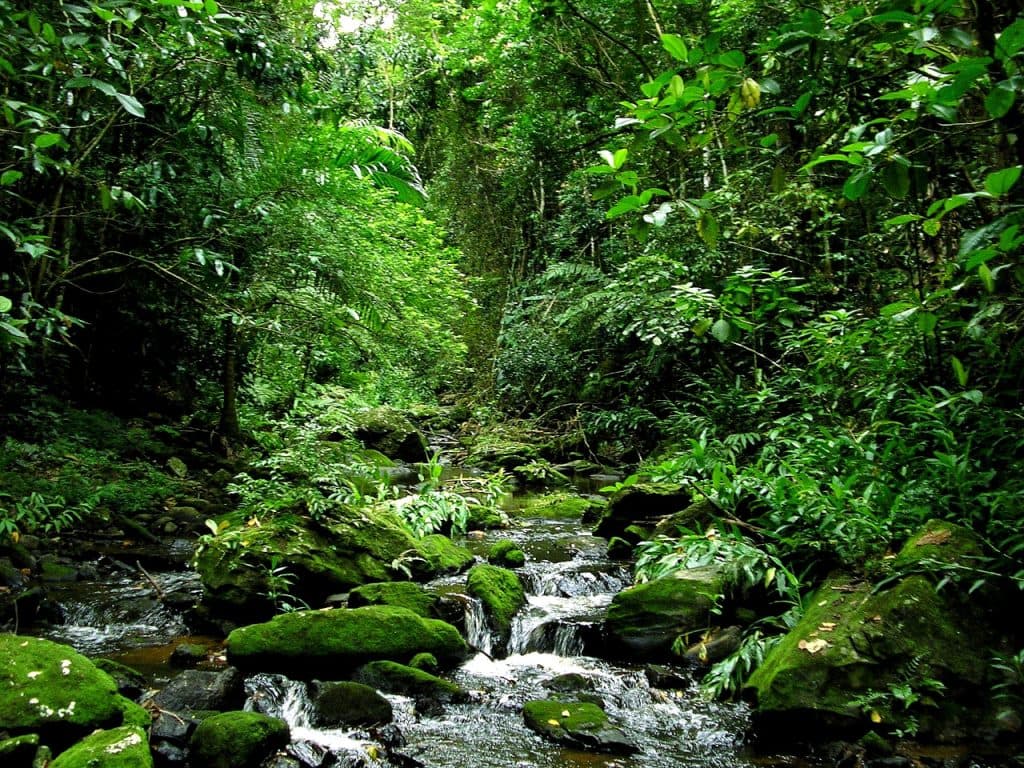 Dia da Mata Atlântica